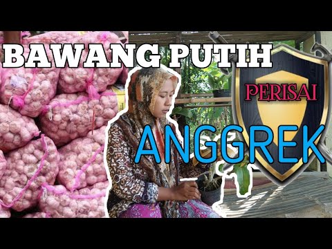 Video: Anggrek Dalam Sistem Tertutup (24 Foto): Menanam Anggrek, Menyiraminya Dengan Air Bawang Putih. Pro Dan Kontra Tumbuh