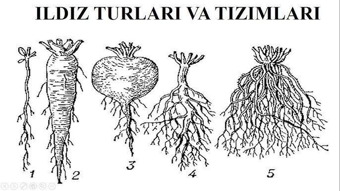 Kungfu panda yolbars bilan jinsiy aloqa Tina Karol onlayn porno videolarda