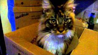 Weird noises my Maine Coon cats make part one - Quinn by Luthien Firefly 456,193 views 12 years ago 2 minutes, 3 seconds