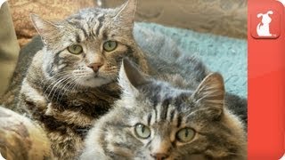 I love my fat cats - My Forever Home