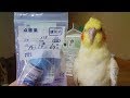 オカメインコ23歳、目薬、頑張ってます！