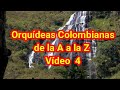 Orquideas Colombianas de la A a la Z, Video 4