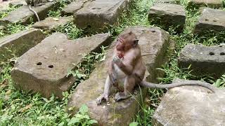 Sweet Pea Feel When He Lost Polly Monkey Post