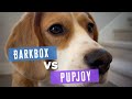 Cute beagle reviews different types of treats: BarkBox vs PupJoy