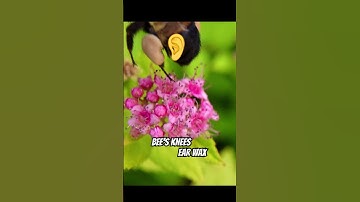 The bee’s 🐝 knees so swollen they need a Q-Tip to remove the earwax 👂🫵🫡👀😎