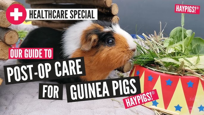 What is the difference between a hamster and a guinea pig? – HAYPIGS