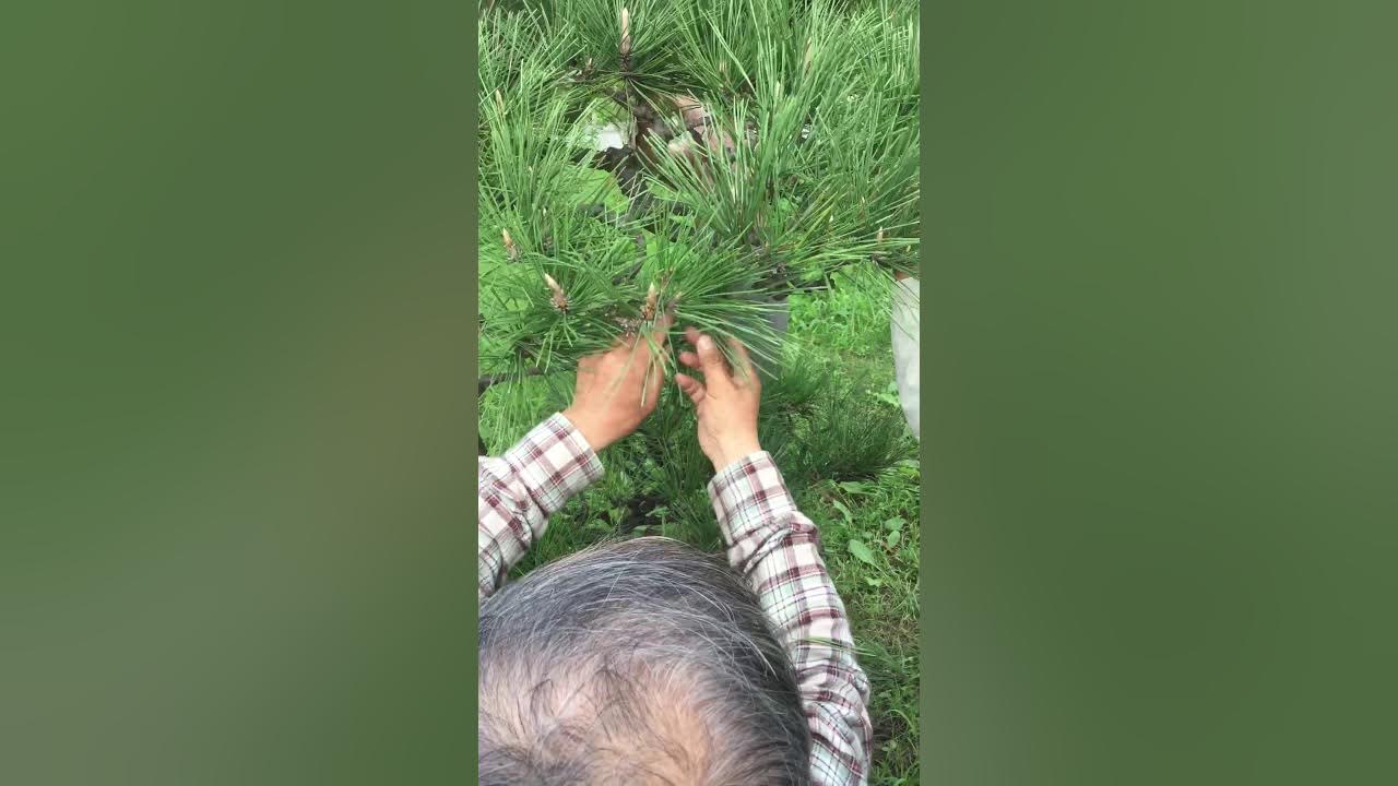 How to prune pine in autumn 松の剪定(秋) 葉もみ④ YouTube