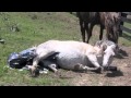 Rocky Mountain Horse giving birth at FairWinds Farm