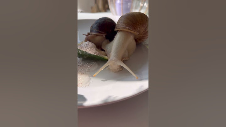 Les escargots géants et l’humidité 💧