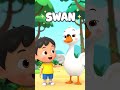Swan for Kids 🦢 | Learn Bird Names | Animal Names for Toddlers