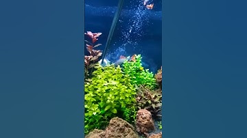 Thumbnail of co2 tablet untuk tanaman akuascape 1m
