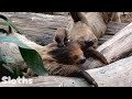 大好きな子とお昼寝がしたいナマケモノ  Sloths Love Taking Naps  神戸どうぶつ王国
