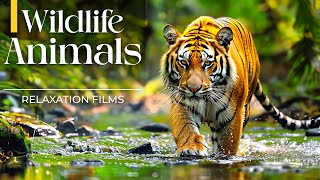 Wildlife Animals Relaxation Film 4K -🌿Stress Relief Music, Calming Music,soothing relaxing music by Rhythm Emotion 8,581 views 2 months ago 3 hours, 29 minutes