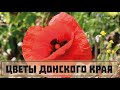 Цветы Донского края. Часть 2. Красные маки у железной дороги // Clever Cricket