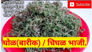 घोळ(बारीक) / चिघळ भाजी बणवण्याची झटपट पद्धतghol bhazi chighal bhazi.chival bhaji recipe