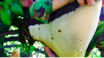 Mật Xa Lìa Cành Cận Cảnh Thu Hoạch Ong Khoái Trên Ngọn Cây Ngay lề Phố