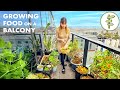 Couple growing a surprising amount of food on their balcony  thriving city garden