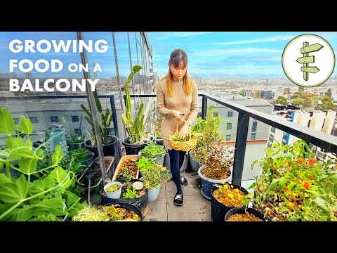 Видео: Couple Growing a Surprising Amount of Food on Their Balcony – Thriving City Garden