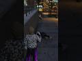 GTA Shenanigans 🤣 #gtaonline #gameplay #grandtheftauto #funny #fypage #youtubeshorts #gtav