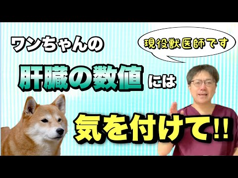 【愛犬のための知識】ワンちゃんの肝臓の数値には気をつけて！