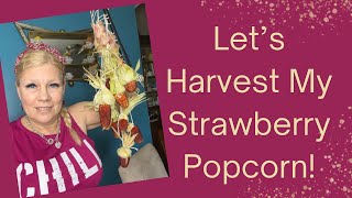 Lets Harvest My Strawberry Popcorn!