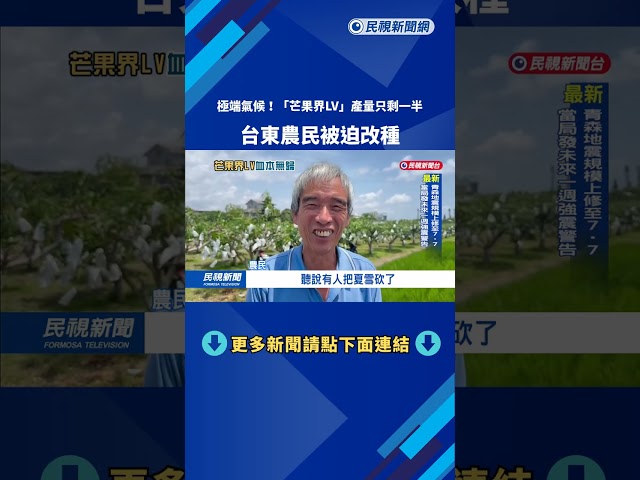 極端氣候！「芒果界LV」產量只剩一半　台東農民被迫改種－民視新聞