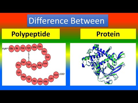 Difference between polypeptide and protein