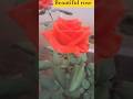beautiful rose #ytshorts #foryou #viral #youtubeshorts #nature #trendingshorts