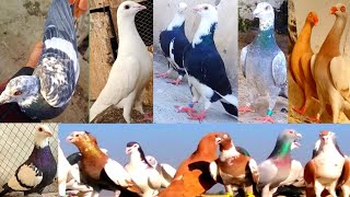 super homer racer pigeon or shirazi max fighter kabuter gola kabootar bazi racing pigeon कबूतर qasid