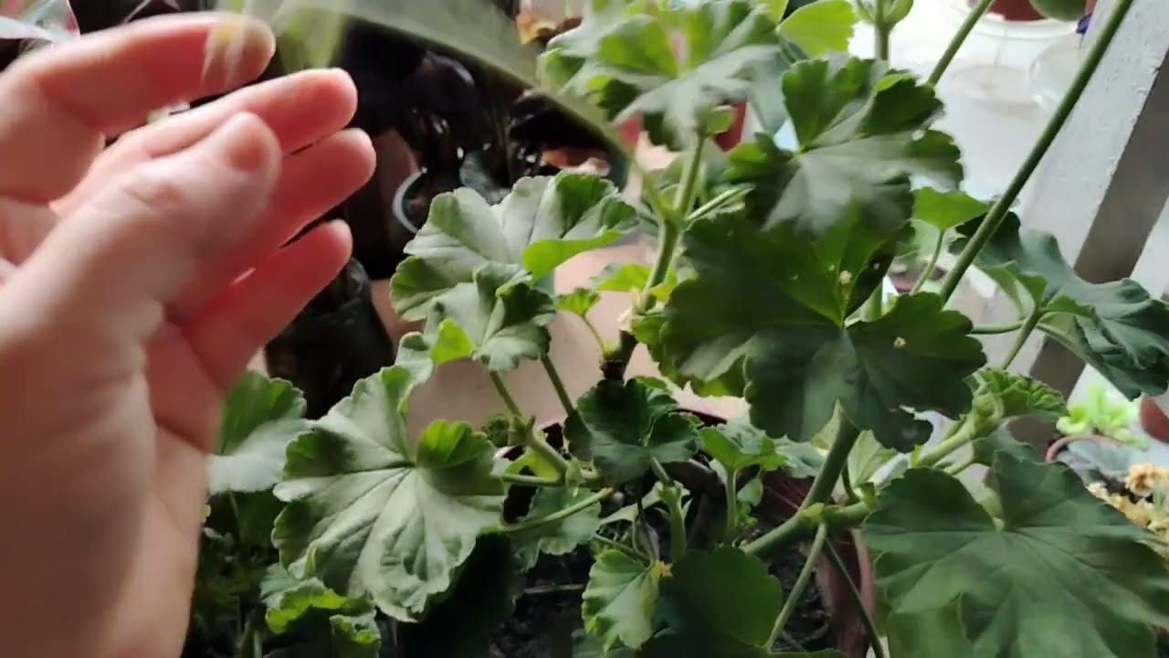 GERON GULINI GULLAB TURISHI UCHUN ALBATTA BU OZIQANI BERING.