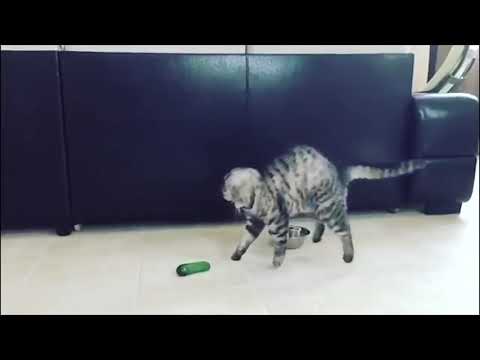 funny-cats-scared-of-cucumbers---cat-vs-cucumber-compilation