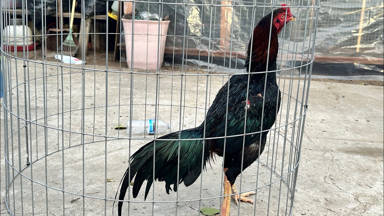 Qaib - mes nyuam Qaib share out 