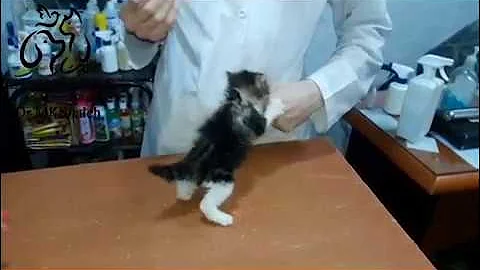 tiny angry cat at vet clinic - DayDayNews