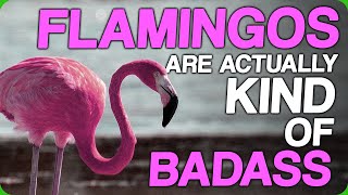 Flamingos Are Actually Kind Of Badass (What Animal Could You Beat In A Fight?)