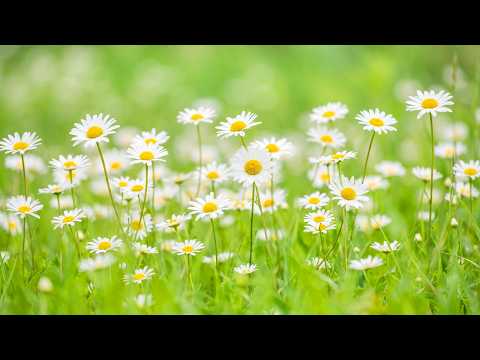(NO ADS) CALMING MUSIC FOR HEART & MIND ☘️ – Release Stress, Relax Deeply & Restore Balance