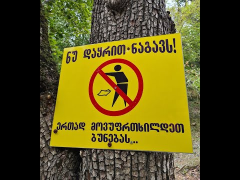 მსხალდიდის ტყის დასუფთავება