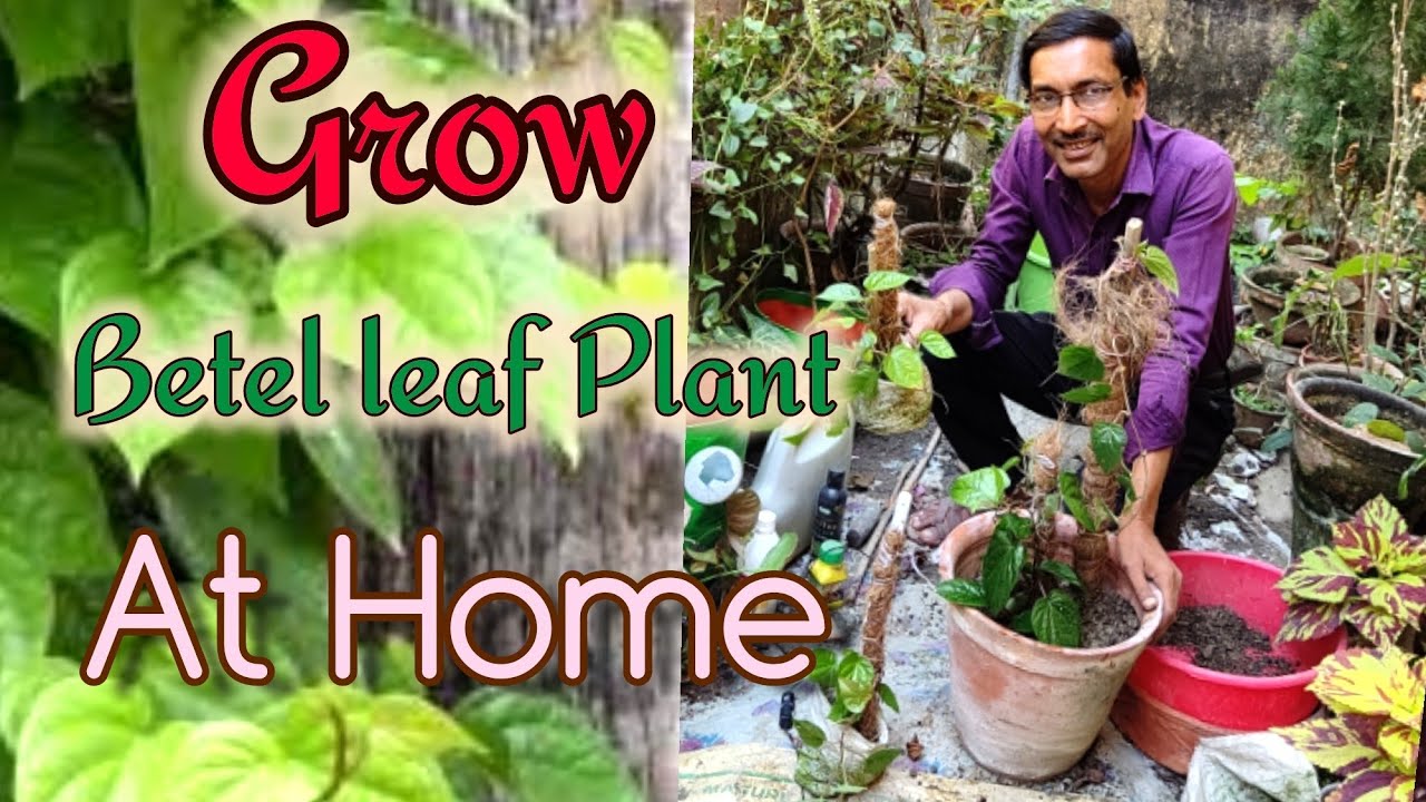 Grow Betel leaf Plant at home in a a Nursery Method