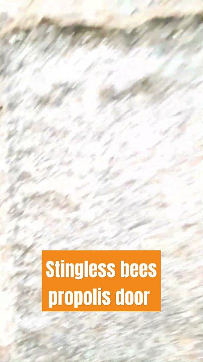 Propolis Propolis #propolis #shorts