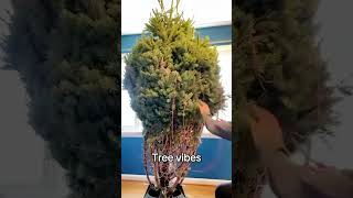 Christmas tree fail😂😂😂#funnyvideos #christmas #foryour #usa #fail