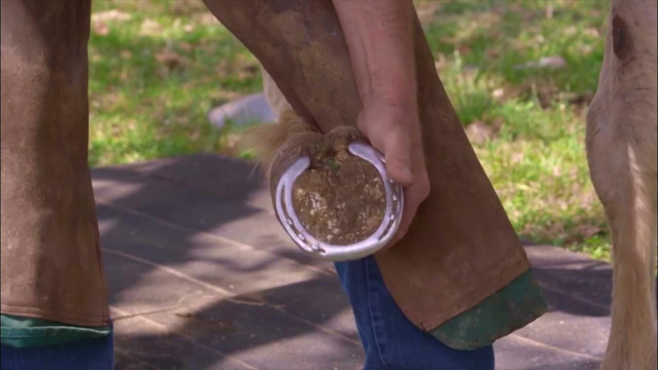 Horseshoeing with Hooftalk Lesson 6 How to use Shoe Pullers. YouTube