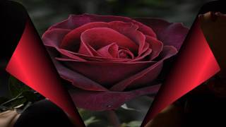 Gazde - Ružo moja crvena chords