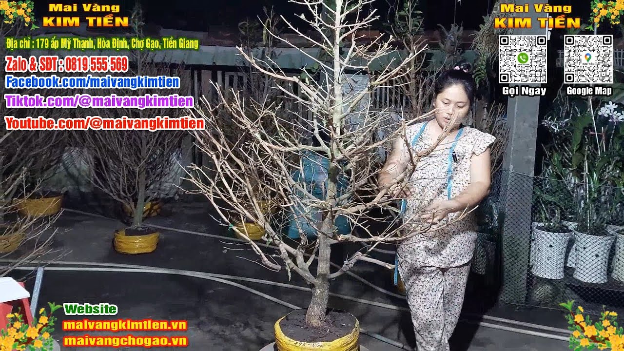 Cây Mai Giảo Thủ Đức Đẹp Tàng Tròn Mai Vàng Kim Tiền Chợ Gạo