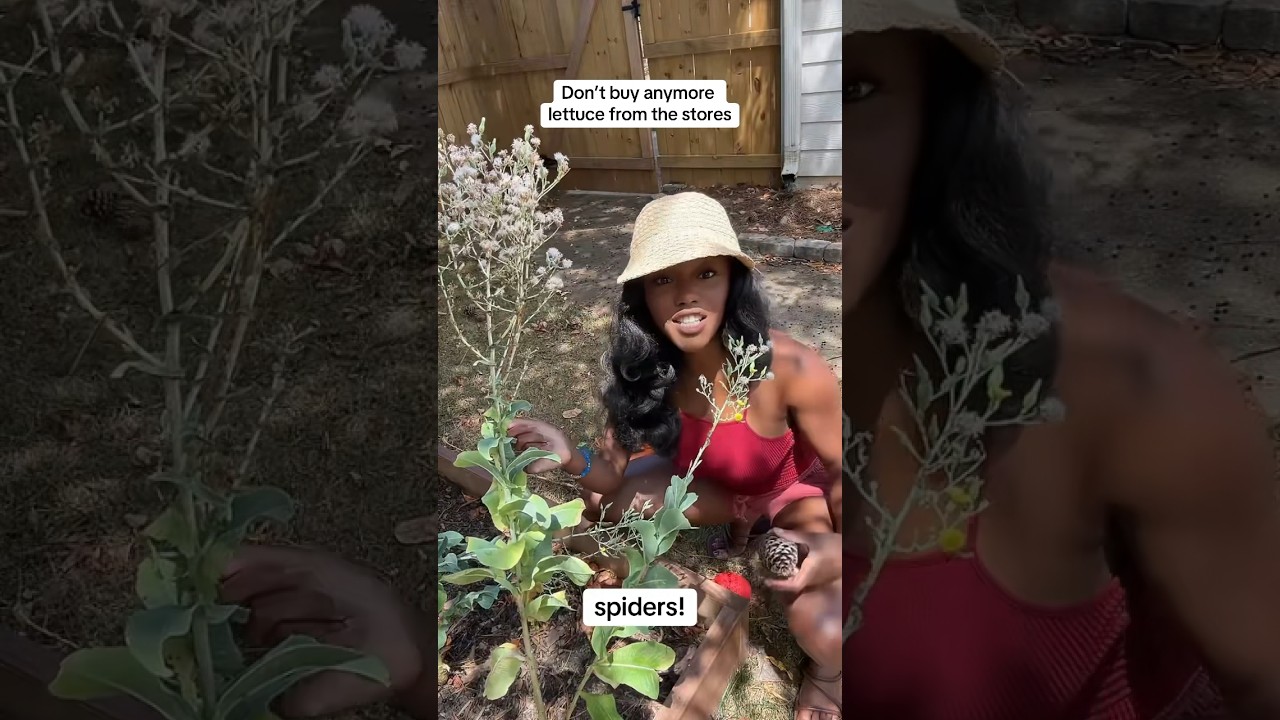 A quick way to harvest lettuce seeds 