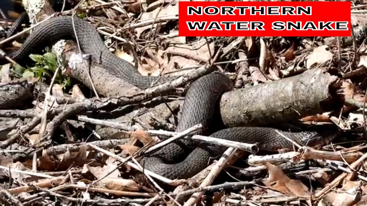 1st Northern Water Snake 2020 Blackstone Canal River Bend Farm