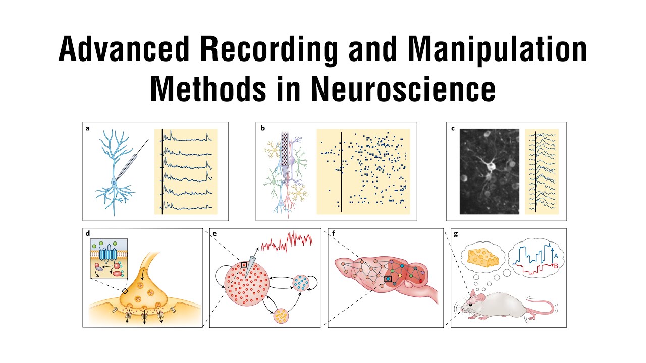 Neuroscience Methods Methods in Systems Neuroscience - YouTube