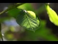 Canon 5D II Macro Video