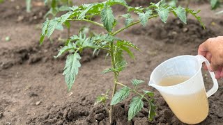After planting the tomatoes, water them with a solution rich in potassium/phosphorus/calcium.