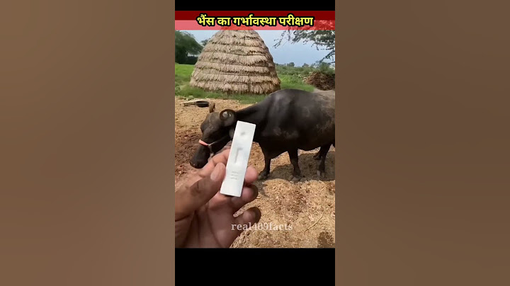 ||भैंस का गर्भावस्था परीक्षण||pragnency test of buffalo|| #real409facts #shorts #facts