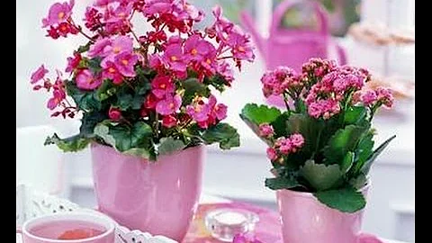 КАК ВЫРАЩИВАТЬ КАЛАНХОЭ 1часть #ОШИБКИ_В_УХОДЕ_#КАЛАНХОЭ #Cаlanchoe Цветущие  #oldenburgru#49