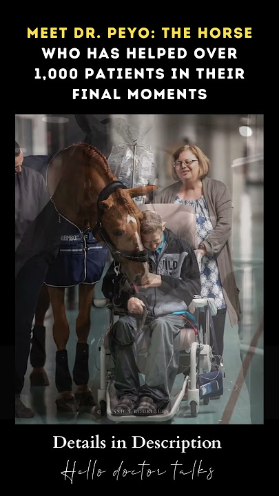 Meet Dr. Peyo: The Horse Who Has Helped Over 1,000 Patients in Their Final Moments #healthchannel